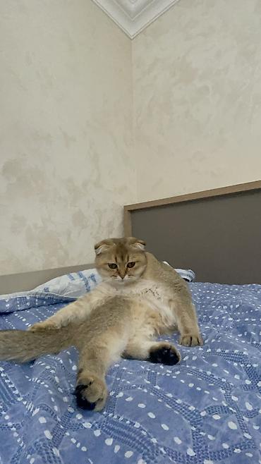 купить кота в баку: Золотая шиншилла, Самка, В добрые руки, Самовывоз — 2