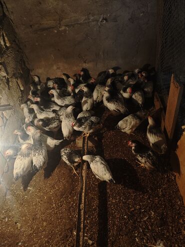 Cücələr: Selebrsiz Cuceleri /toyuqlar qrupu Sağlam və baxımlı cücələr — 3