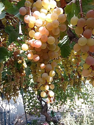для фрукты: Виноград В розницу, Самовывоз — 1