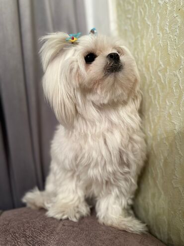 İtlər: Maltipu (Maltese x Pudel) balaları - Cins: Maltipu – hipoallergen — 9