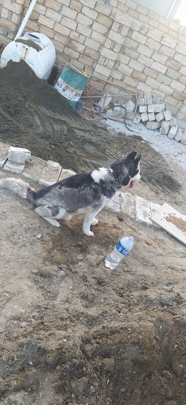 pomeranian it: Xaski, 6 ay, Erkek, Peyvəndli, Ödənişli çatdırılma