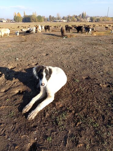 собака доберман сколько стоит: Күчүк сатылат тайган 4 айлык