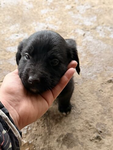 Psi: Štenci mešanci – više štenaca različitih boja i šara Opis: - Leglo — 11