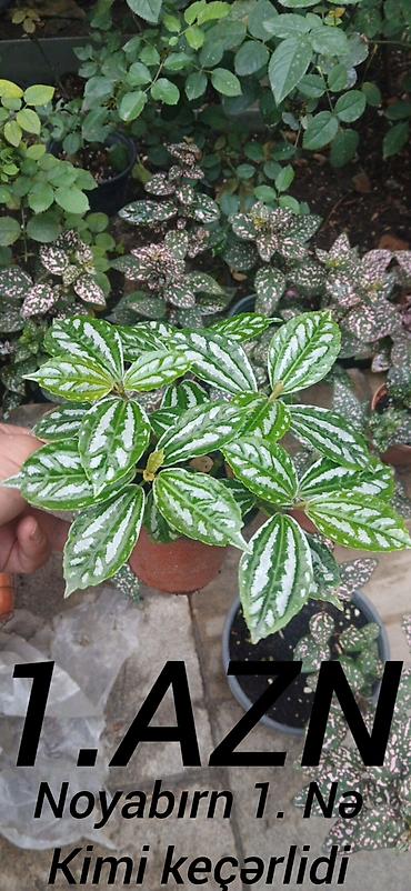 Otaq bitkiləri: Bitki: Pilea cadierei (Alüminium bitkisi) – dekorativ yarpaqlı otaq — 1