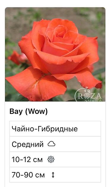 Садовые цветы и кустарники: Саженцы цветка: Розы — 5