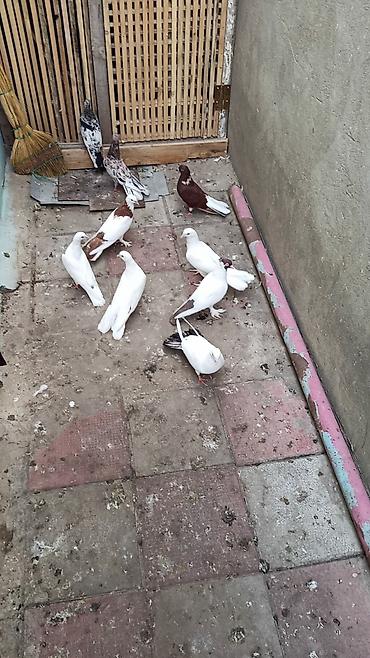 9 dənədi kom biri 7 manat qiymət sondu ünvan Biləcəri lalafo.az -da 9 dənədi kom biri 7 manat qiymət sondu ünvan Biləcəri