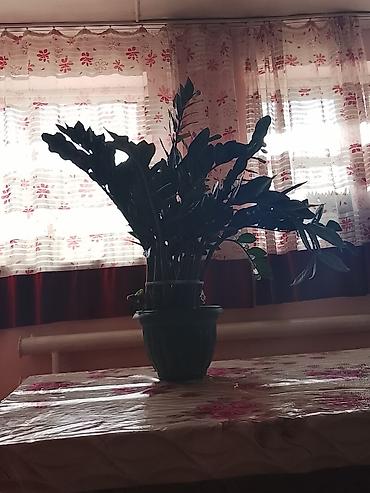 Самовывоз