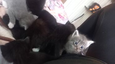 метис сибирской кошки: Кошка даром: Беспородная, 1 месяц, Девочка, Приучена к лотку