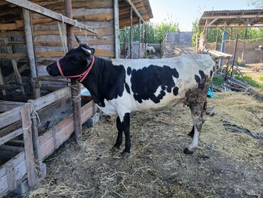 Коровы, быки: Продаю | Корова (самка) | Для разведения, Для молока | Стельные