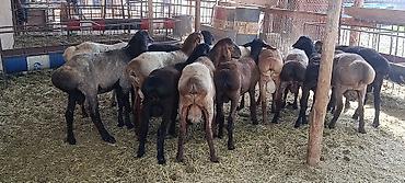 рыбы в кыргызстане: Продаю | Ягненок | На забой, Для разведения | Осеменитель — 3