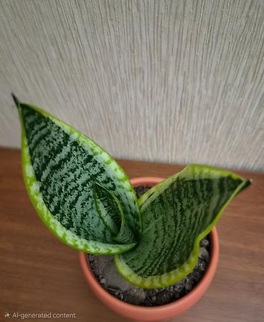 саландра цветок: Sansevieriya "Laurentii" (Qayınana dili) dibçəkdə ​Sansevieria otaq — 3