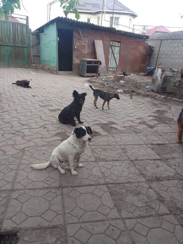 Собаки: Пропала собака белая с чёрными пятнами в селе красная речка возможно