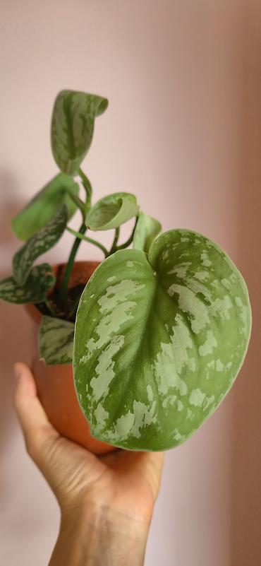 алоэ вера купить: Scindapsus exotica. Parlaq yarpaqlı, baxımı rahat ve tez böyüyen — 1