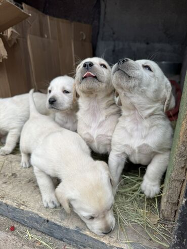Продажа собак: Щенки светлого окраса лабрадоров/ретриверов 4 мальчика, 3 девочки У — 6