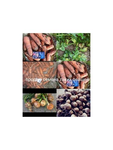 Овощи: Продаю семена лука лук луки манас высшего качество урук пияз пьяз — 5