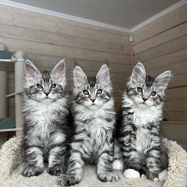 Maine coon Kittens για δωρεάν υιοθεσία Προσφέρουμε υγιεινά και