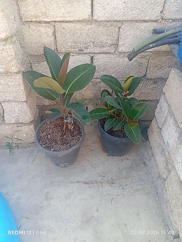 limon yolka ağacı: 2 ededir cut alsaz 50 azn cemi Qara Rezin Ağacı (Ficus elastica) – — 1