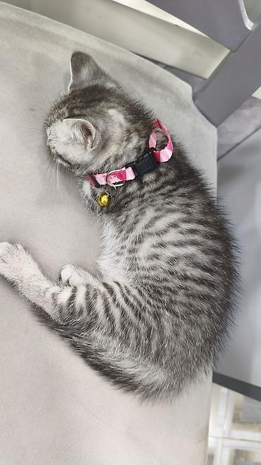 шотландская вислоухая кошка цена в баку: Шиншилла, Самка, В добрые руки, Платная доставка — 5
