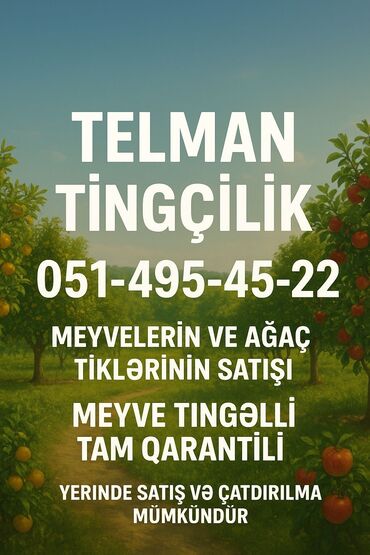 Tinglər: Telman Tingçilik – meyvə və ağac tingləri QEYD. şekildeki meyveler — 1