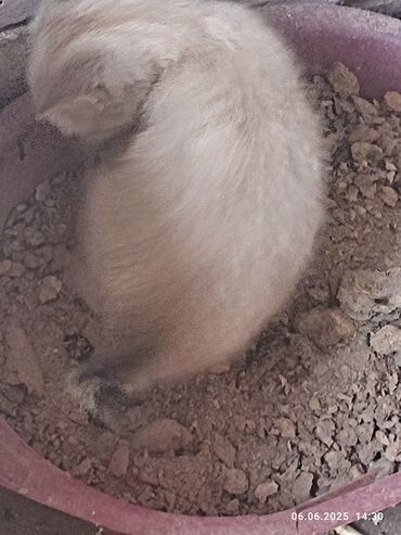 шотландская прямоухая кошка цена: Кошка даром: Беспородная, 4 месяца, Девочка, Проглистована