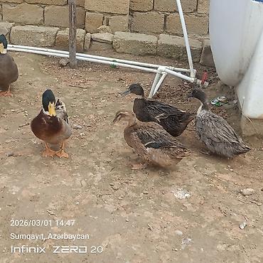 Ördəklər: Hamsi satılır çoxu yumurtduyur — 5