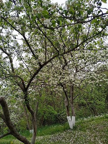 квартира 2 к: 2 комнаты, 38 м², 12 соток — 9