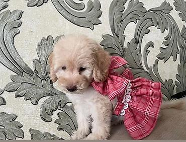 shih tzu stenci: Shi-tsu — 8