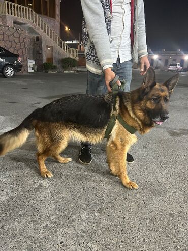 İtlər: Alman çoban iti, 2 il, Dişi, Peyvəndli, Pulsuz çatdırılma — 7