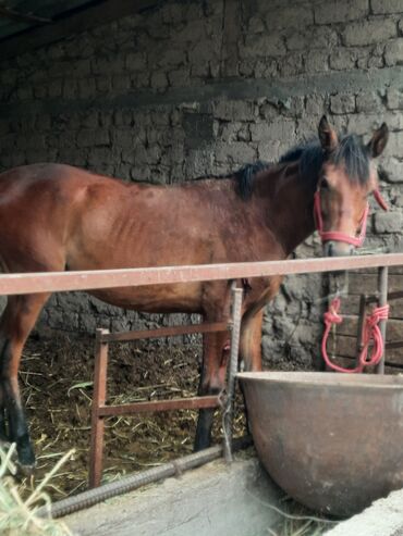 резиновые маты для крс цена в бишкеке: Продаём лошадь 🐎 
село Вознесеновка 
тел