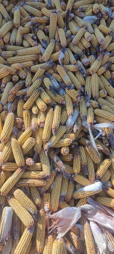 кукуруза початка: Продаю кукурузу в початках В мешках Жугору сатылат Сорт Будан