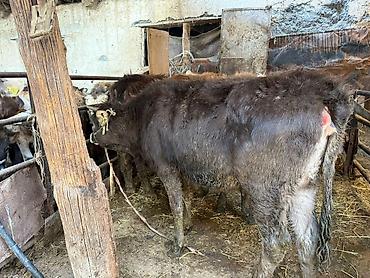 Коровы, быки: Продаю | Бык (самец), Тёлка | Для разведения | Привязанные — 6