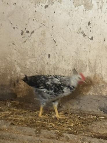 Cücələr: Toyuq cücələri, Ətlik — 3