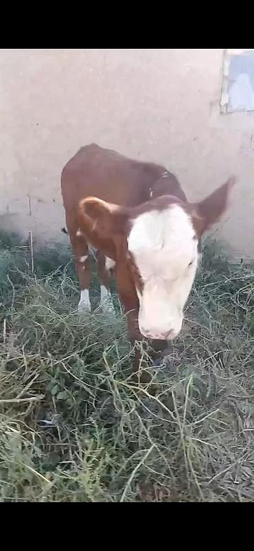 cücə və xoruz təmsil: Hereford tipli dana - Rəng: qırmızı-qəhvəyi bədən, ağ alın və burun — 8