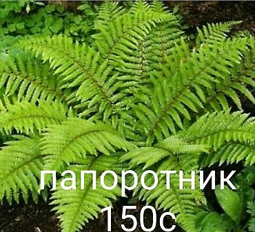 Другие виды семян и саженцев: Весна, самое время сажать. Продаю уличные и комнатные растения. Все — 12
