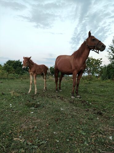 Коровы, быки: Самка, лет: 7, Самовывоз