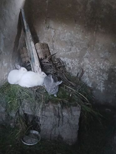 Akvarium aksessuar və ləvazimatları: Satlıq dovşanlar - Növ: ev dovşanı - Rənglər: 2 ədəd ağ, 1 ədəd boz -