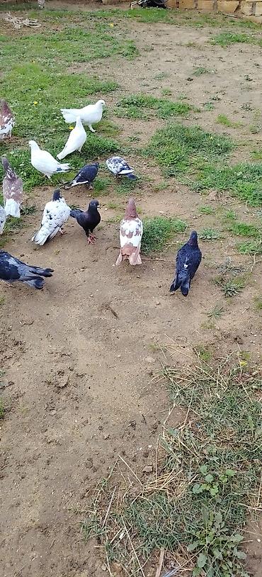 ucuz pekines satilir: Tergidirem ucan quşlardı Qiyamət sonudu — 4