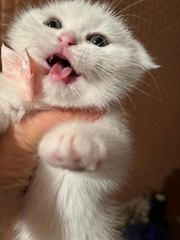 Pişiklər: Şotland yastı qulaq, Erkək, Dişi, Yaxşı əllərə, Ödənişli çatdırılma, Pulsuz çatdırılma, Ünvandan götürmə — 9