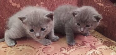 Pişiklər: Britan, Erkək, Dişi — 17