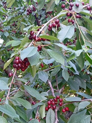 продаю грецкий орех: Саженцы : Черешня