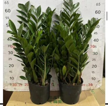 Другие комнатные растения: Предлагаются различные комнатные растения в горшках. В наличии кротоны — 5