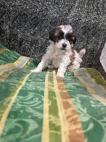 İtlər: Pudel, 1 ay, Dişi -da lalafo.az — 3 İtlər: Pudel, 1 ay, Dişi — 3