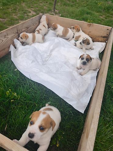 york terrier: Cek rassel teryer, 2 ay, Ünvandan götürmə — 10