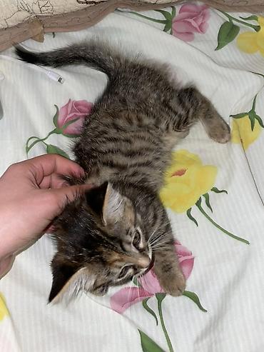 японская кошка: 2 месяца, Девочка, Приучена к лотку — 2
