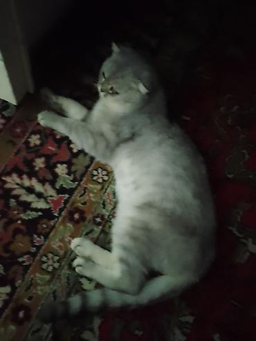 ingilis setteri it cinsinin digər adı: Scottish Fold pişiyi. Gümüşü-ağ rəng çalarlarında, qısa və sıx tüklü — 3