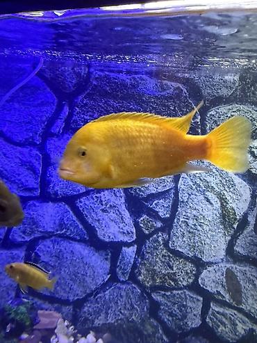 Akvariumlar: Аквариум - 2 м ( 7,000 Манат Цена -da lalafo.az — 5 Akvariumlar: Аквариум - 2 м ( 7,000 Манат Цена — 5