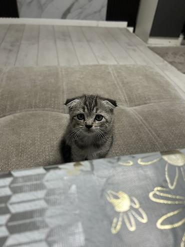 Продажа кошек: Шотландские вислоухие котята (Scottish Fold) - Порода: шотландская — 6