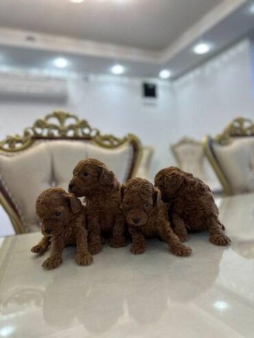 Psi: Pudle vrhinskog kvaliteta i genetike odgaivacnica registrovana u FCI — 3