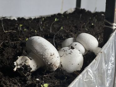просроченный хлеб: Козу карындар Шампиньондор, Чекене, Акылуу жеткирүү