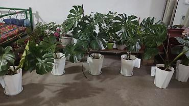 фикус цветок цена: Монстера делициоза (Monstera deliciosa) в декоративных горшках. - — 1